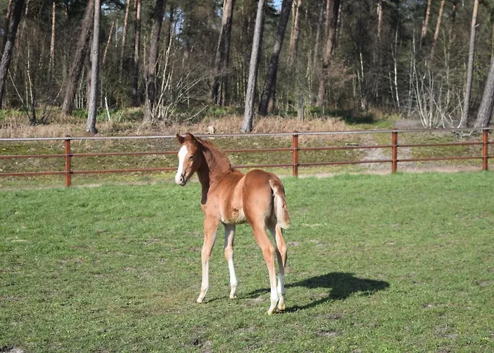 Ferienwohnung Isterberg * Isterberg